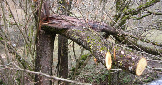 TAGLIANO ALBERI NEL PARCO, DENUNCIATI